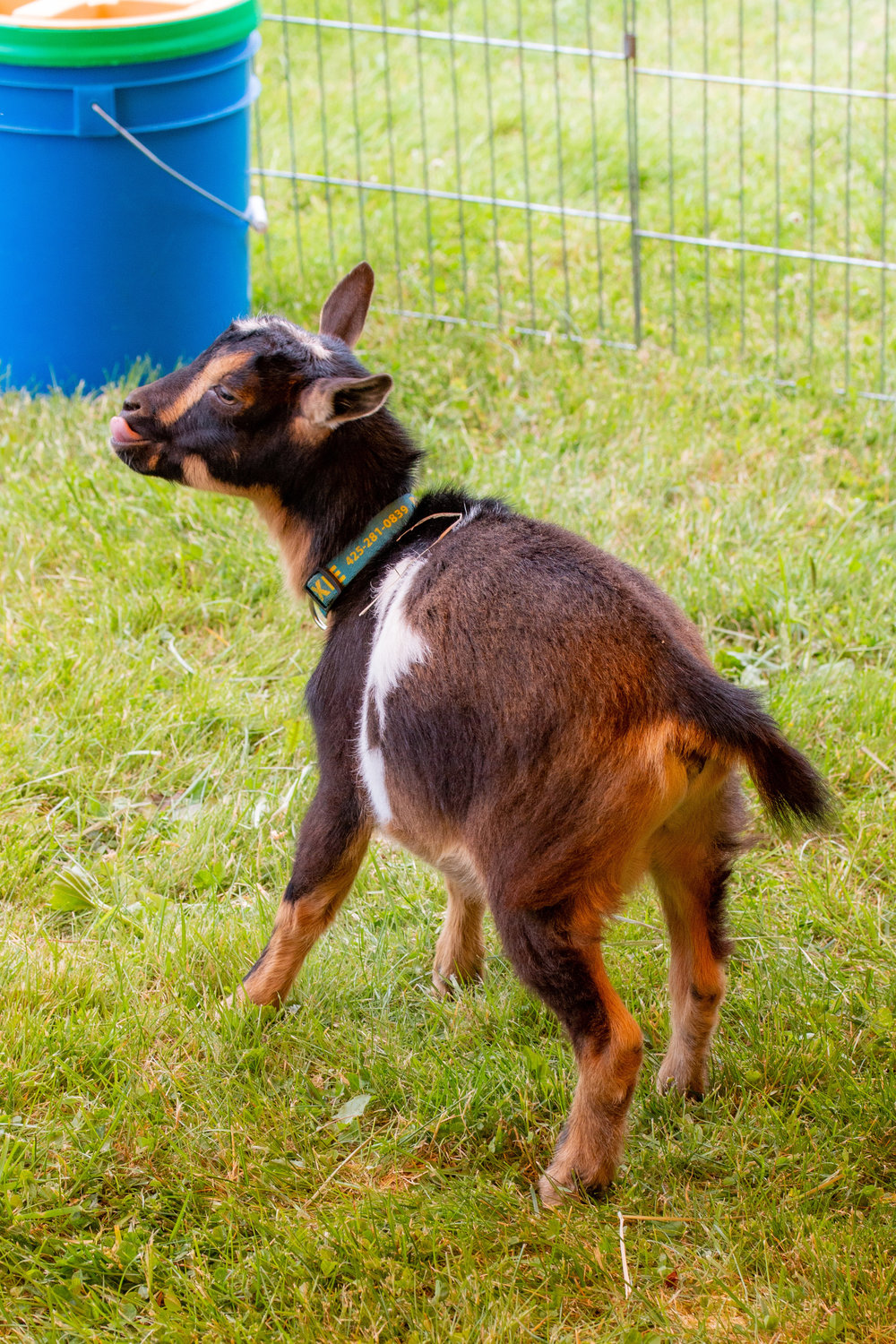 A goat with its tongue out at the petting zoo at the Centralia College SpringFest Tuesday afternoon.